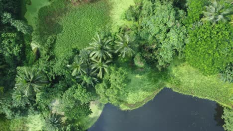 Aerial-view-shot-of-vast-green-forest