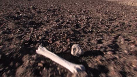 some bone remains on the ground in the desert in patagonia, argentina