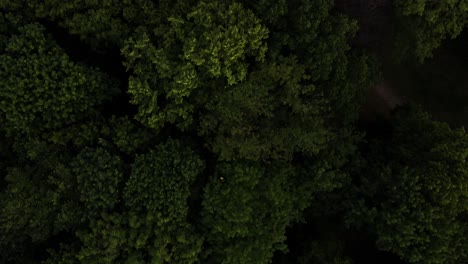 aerial: flying upwars a forrest, towards a small harbour on rürgen, germany