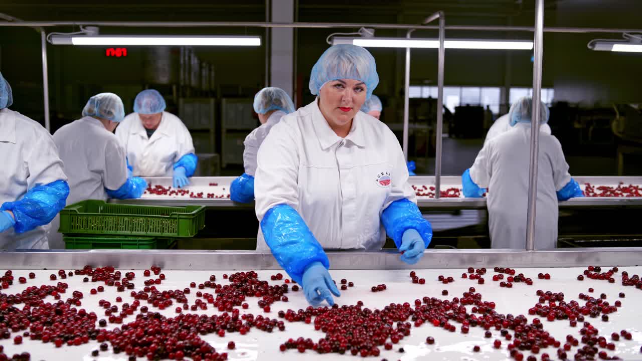 Cherry selection at the factory. Workers on the assembly line in sorting cherry
