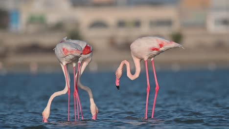 winterzugvögel, rosaflamingos, die bei ebbe in den flachen backwaters des meeres wandern - bahrain
