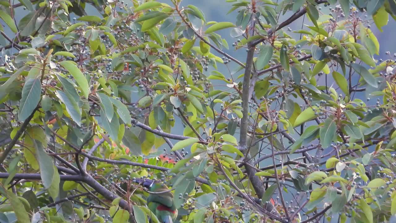 A close-up shot of a Crimson-Rumped Toucanet perched among tree branches, showcasing its vibrant plumage.