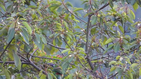 a close-up shot of a crimson-rumped toucanet perched among tree branches, showcasing its vibrant plumage.