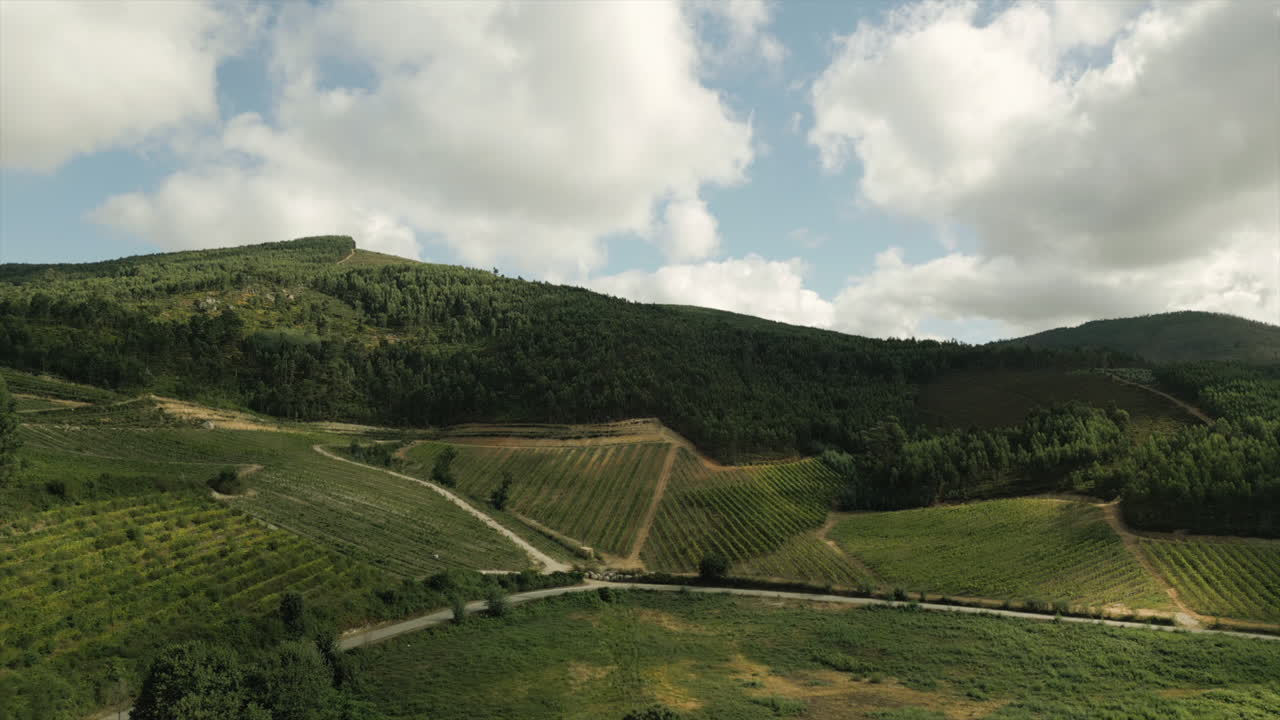 Vigneti rigogliosi su colline ondulate. Aerea.