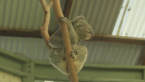 in an animal retreat located in australia, a koala is captured in a medium shot as it climbs up a tree