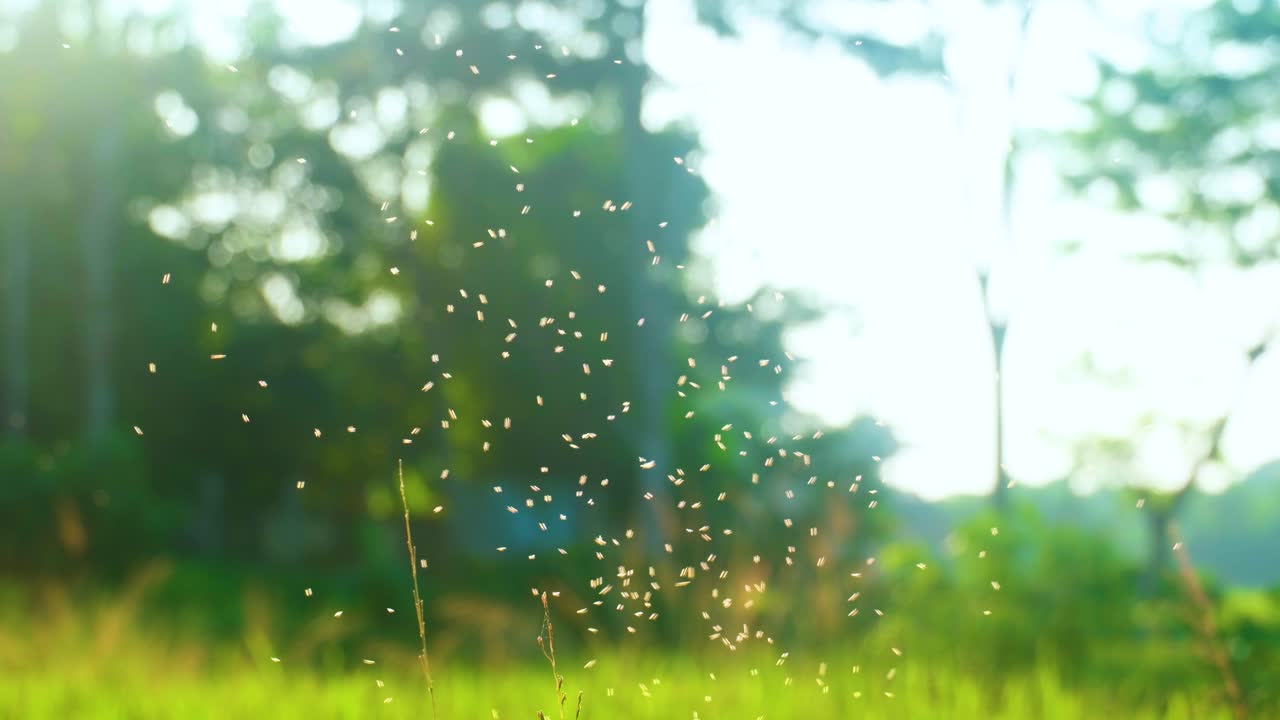 씨 개는  작물 위에 날아다니는 곤충입니다. - 동남아시아 곡물 음식.