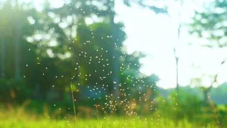 Rice-seed-midges-insect-flying-on-top-of-paddy-crop-Southeast-Asia-grain-food