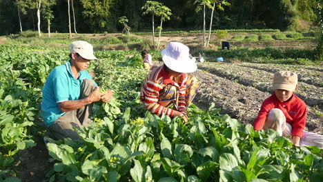 family working in a bok choy field