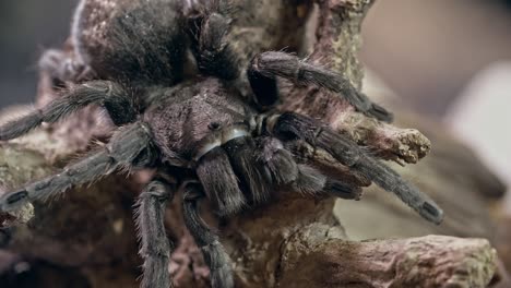 tarantula resting on cork bark