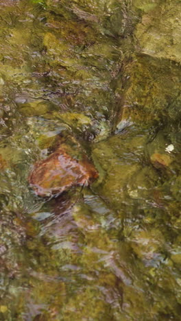 clear creek water runs over bottom with rocks upper view. shallow river with wet pebbles runs in wild nature. pure stream flows in mountain site