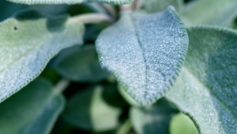 Primer-Plano-De-Una-Hoja-De-Salvia-Con-Gotas-De-Rocío-Matutino