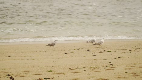 Grupo-De-Gaviotas-Descansando-En-La-Playa-De-Angeiras-En-Lavra,-Porto,-Portugal