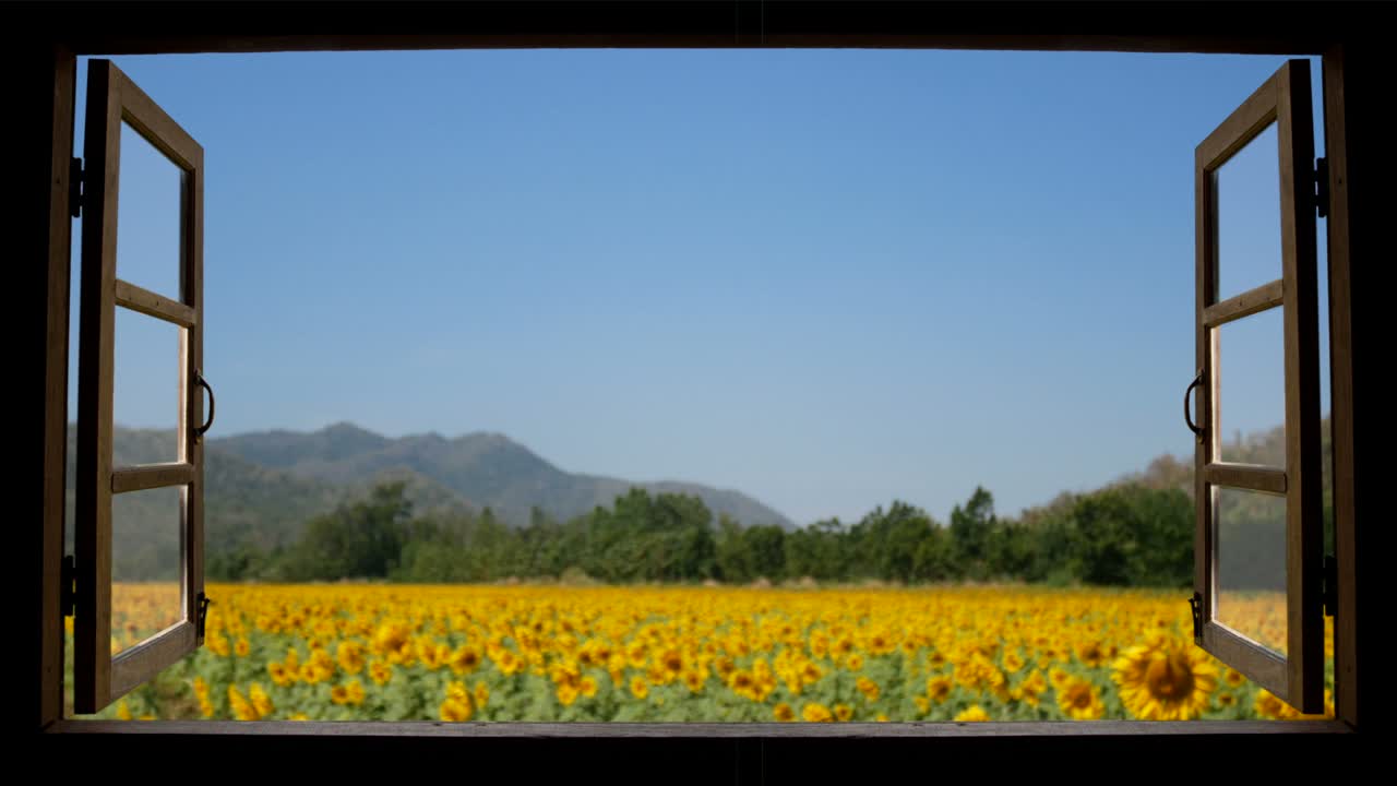 4K looping of view from window at a wonderful landscape nature view with beautiful defocus vibrant sunflower field with blue sky at background