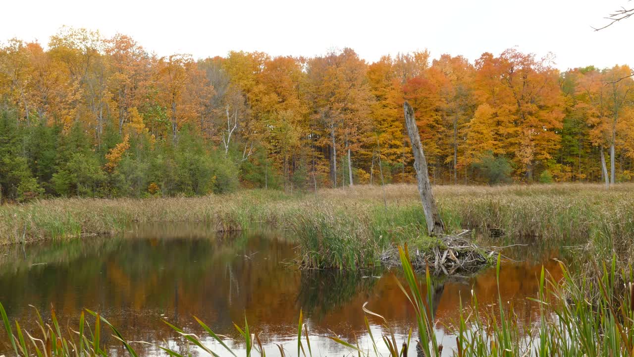 осенние деревья в лесу с камышами, растущими в болоте на переднем плане - осенние краски в лесу в восточной кабаде