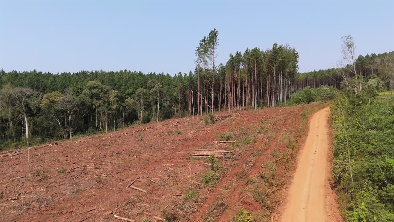 Flying over deforested area in large pine plantation. Misiones, Argentina