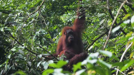 orangután hembra salvaje con bebé comiendo hojas en bukit lawang, sumatra, indonesia