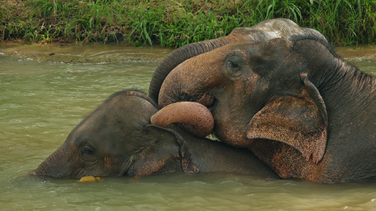 Gajah mandi di air