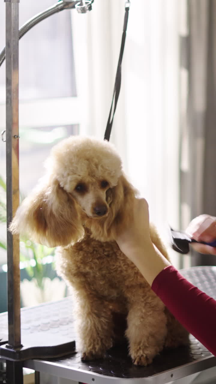 Professioneller Hundefriseur bürstet einen Pudel auf einem Tisch
