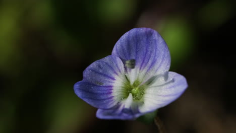 Blooming-Purple-Flower-On-A-Sunny-Morning-Breeze-Isolated-In-Bokeh-Background