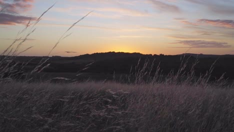 Natürliches-Gras,-Das-Sich-Während-Des-Sonnenuntergangs-Im-Wind-Bewegt,-Zeitlupe