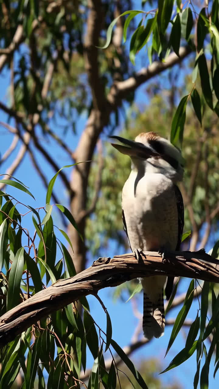 Kookaburra on a Branch