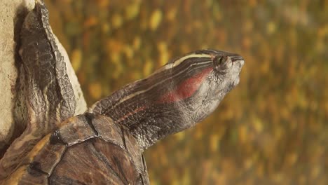 Turtle-with-its-head-looking-up-on-a-stone-and-water-in-the-background