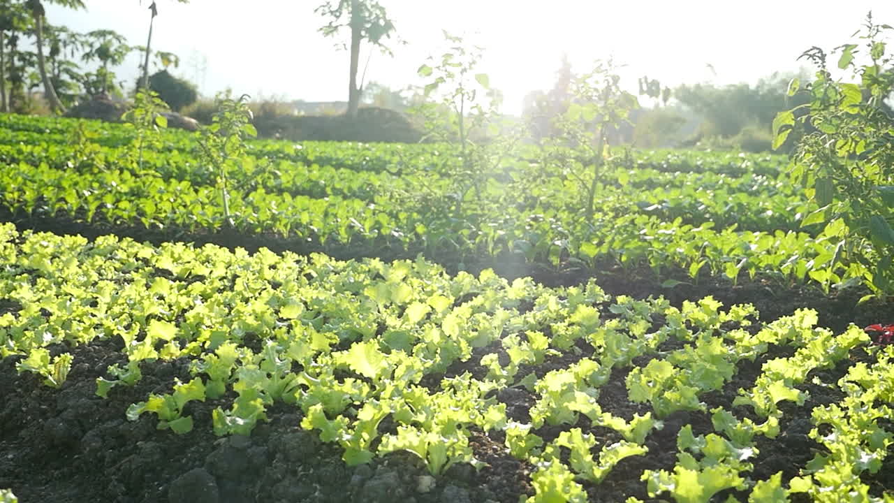 Vegetable garden in the morning sun