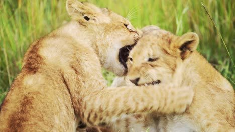 slow motion of lion cubs playing in africa, funny baby animals of cute young lions in grass on african wildlife safari in maasai mara, kenya in masai mara national reserve green grasses