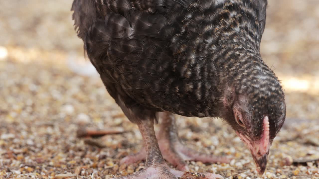 Chicken Pecking Grain In A Poultry Farm - close up