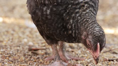 chicken pecking grain in a poultry farm - close up