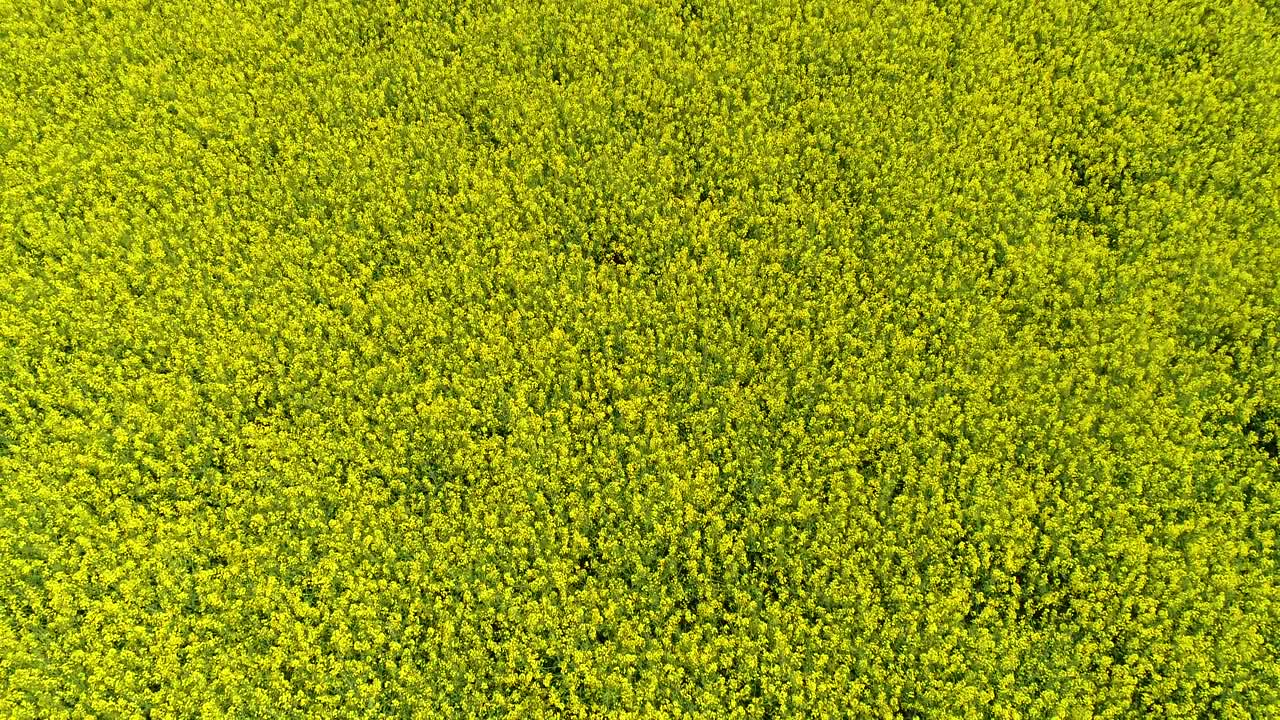 노란색 유채밭 낮은 저공비행