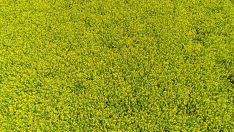 yellow oilseed rape field low flyby