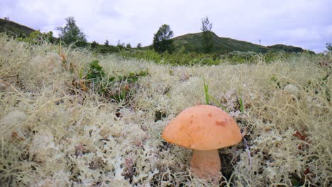 arctic tundra landscape with lichen