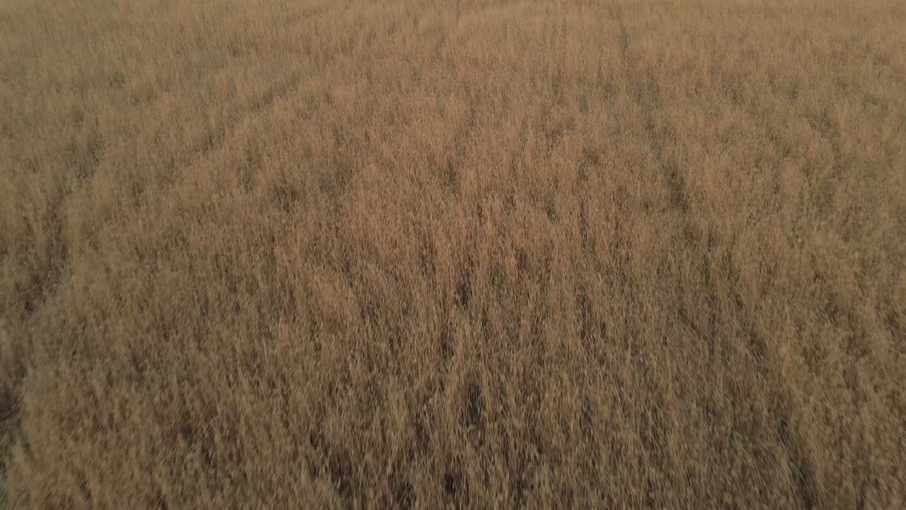 Aerial dolly backwards of brown flat wheat crop field agricultural farmland