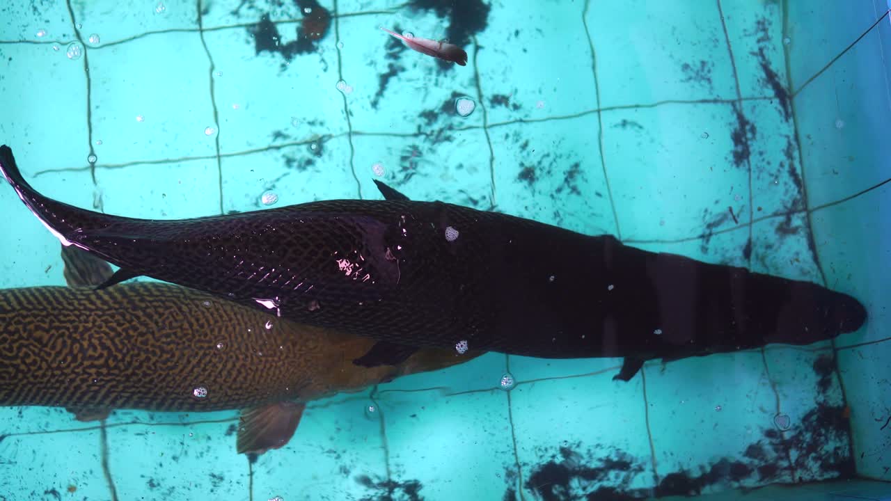 알리게이터 가르, 아트라코스테우스 스파라, 물속에서 움직이는 큰 물고기