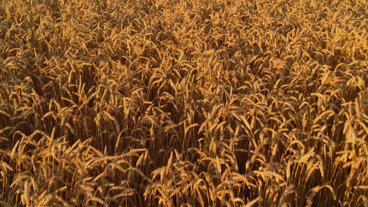 campo de trigo vibrante con cultivos listos para la cosecha, aspecto de hora dorada