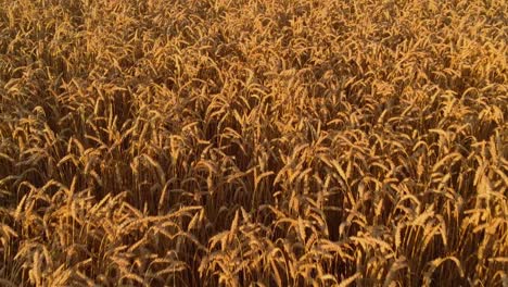 vibrant wheat field with crops ready for harvest, golden hour look