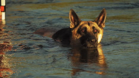 Deutscher-Schäferhund-Schwimmt-Während-Der-Goldenen-Stunde-Im-See