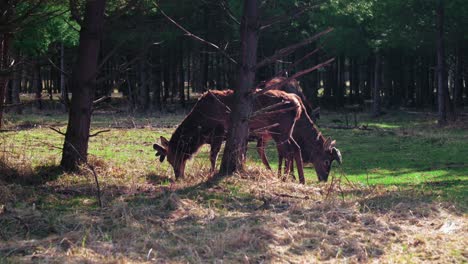 two deer stands sideways behind the trees and eat grass. deer in the reserve among trees and other animals.