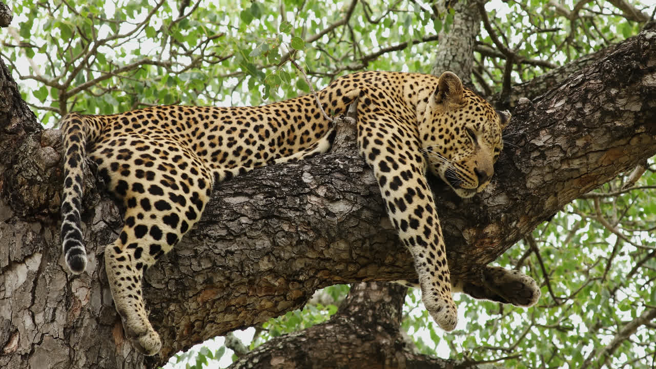 A majestic leopard lounges comfortably on a sturdy tree branch in the Sabi Sands region of South Africa, enjoying the warmth of the afternoon sun and the tranquility of its surroundings.
