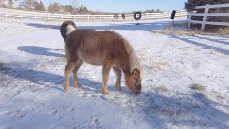 Miniature-horses-on-the-farm-eating-hay