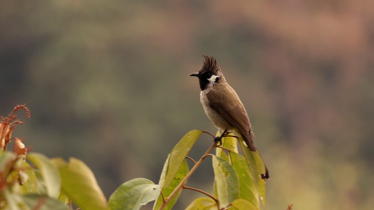Bulbul dell'Himalaya invernale su un ramo della foresta. Un video tranquillo sulla fauna selvatica invernale con un bulbul dell'Himalaya appollaiato sul ramo di un albero nel suo habitat naturale nella foresta