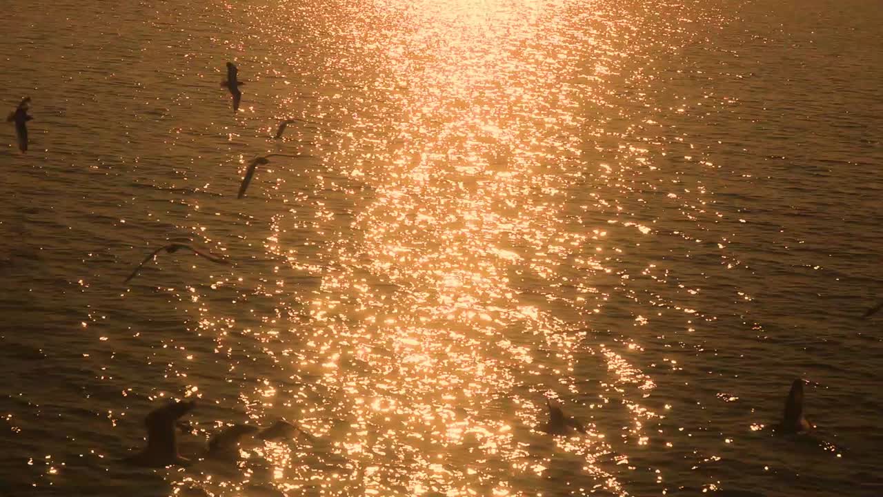 Golden sunset and ocean water glitter while bids fly around