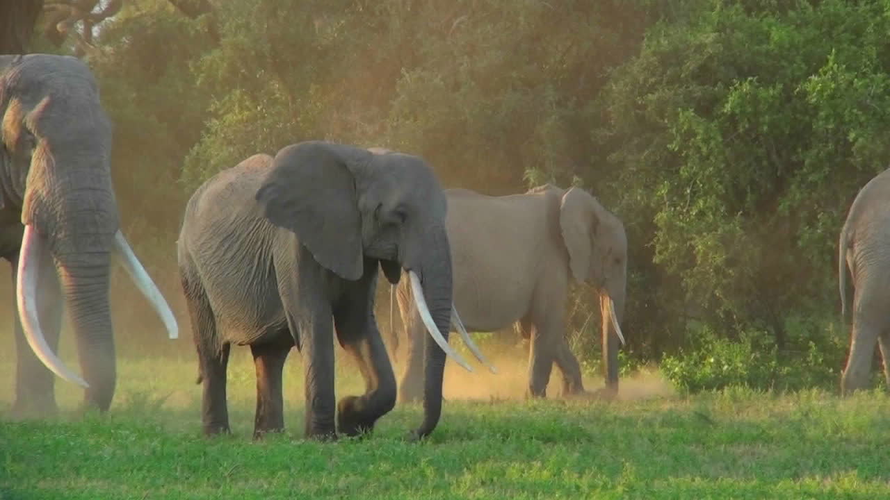 elefantes con colmillos gigantes caminan en el amanecer dorado o la luz del atardecer en áfrica
