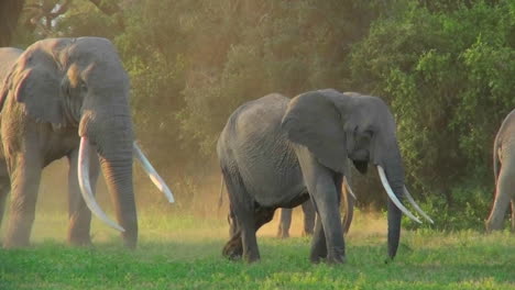 elephants with giant tusks walk in golden morning sunrise or sunset light in africa