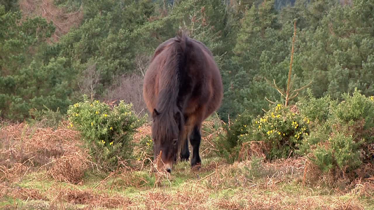 Exmoor Pony grazing amongst gorse.. Somerset. England