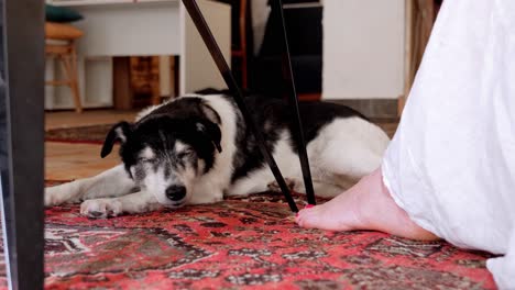 360-degree view of a sleeping black and white dog with owner's feet and table in sight