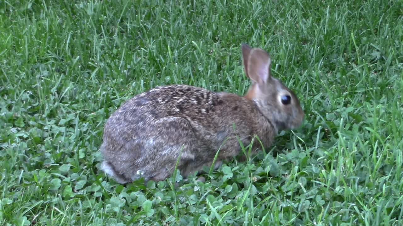 내 채소밭에서 신선하고 건강한 당근을 먹는 어린 토끼