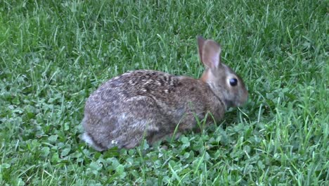 a young rabbit eating fresh healthy carrots from my vegetable garden