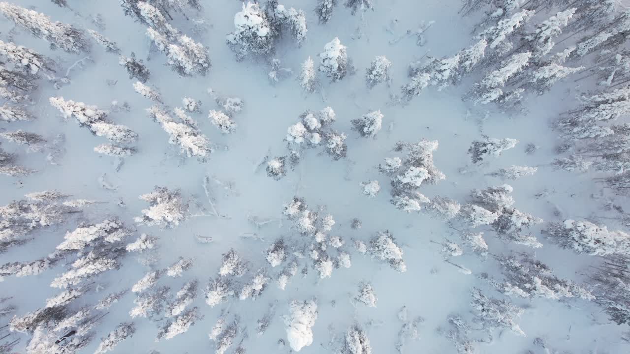 drone scende in lenta spirale sopra gli alberi coperti di neve in lapponia, finlandia, circolo artico